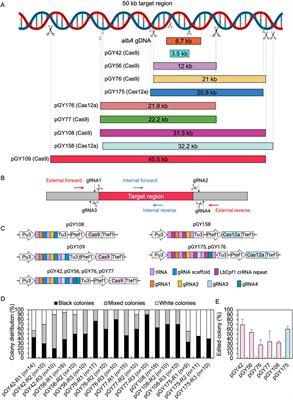 CRISPR-Cas9/Cas12a systems for efficient genome editing and large genomic fragment deletions in Aspergillus niger